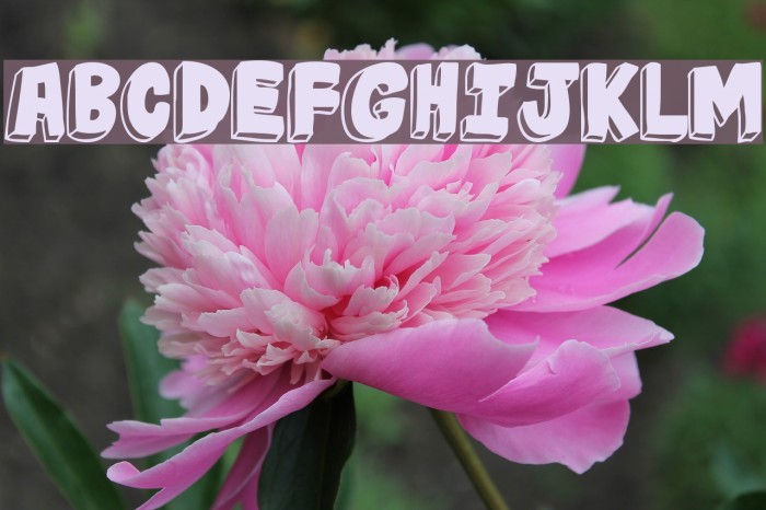 jabjai Heavy Font examples