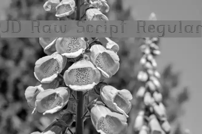 JD Raw Script Regular Font examples