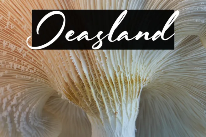 Jeasland Example 3