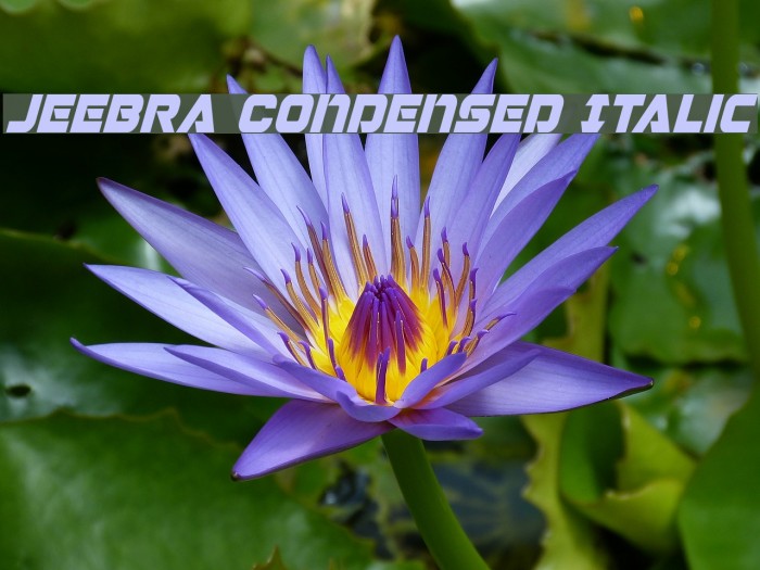 Jeebra Condensed Italic Example 2