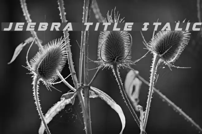 Jeebra Title Italic Font examples