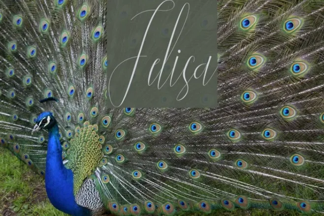 Jelisa Example 1