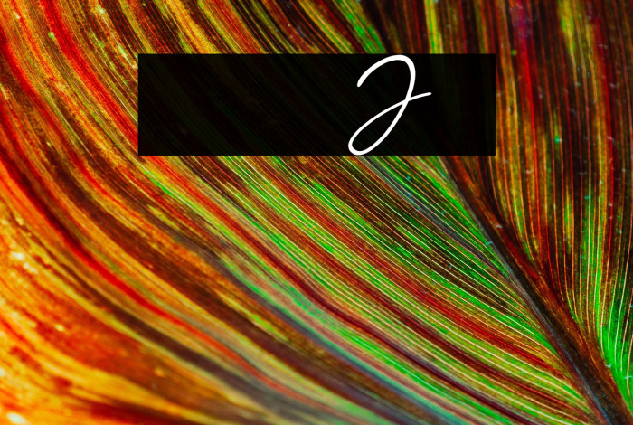 Jellaine-Bold Example 1