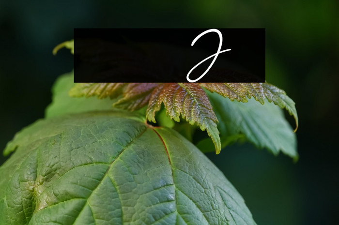 Jellaine-Bold Example 3