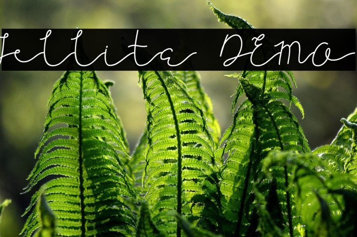 Jellita DEMO Example 1