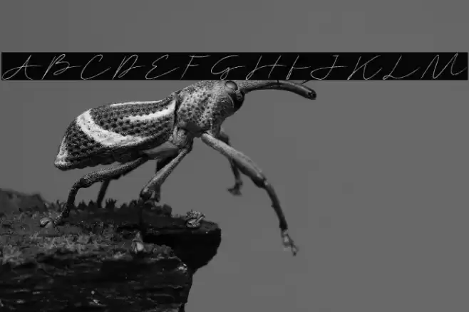 Jenfar Font examples