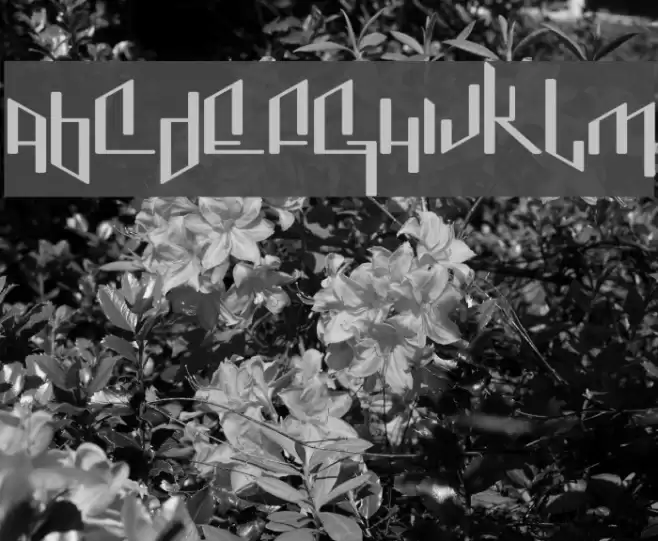 Jenice Font examples