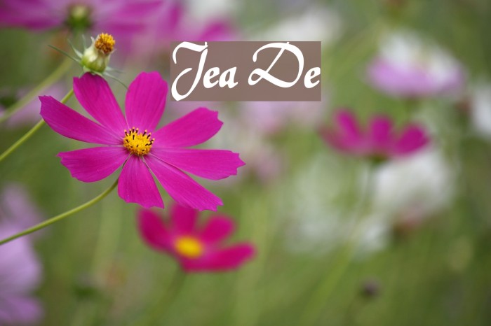 Jerash Demo Font examples