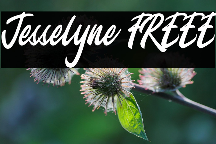 Jesselyne FREEE Example 3