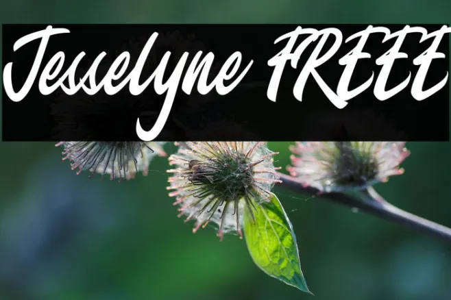 Jesselyne FREEE Example 3