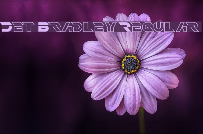 Jet Bradley Regular Example 2