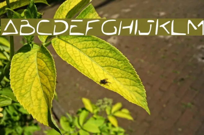 Jetta Tech Condensed Example 1