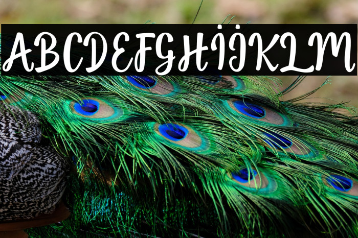 jellyfish-Regular Example 2