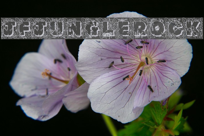 JFJungleRock Font examples