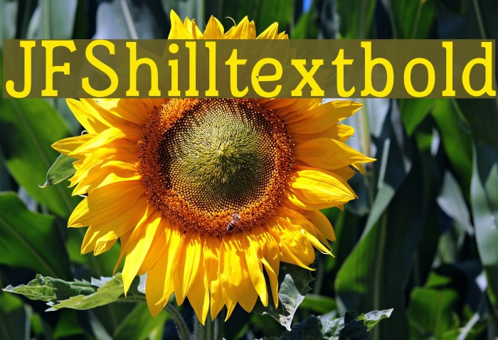 JFShilltextbold Example 2