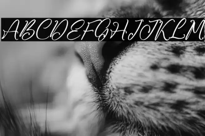 Jhoey Washington Caratteri examples