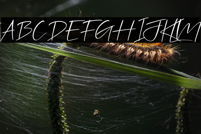 Jhollie Elisha Italic Example 3