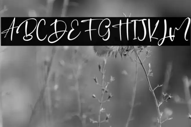 JhonAllan Font examples