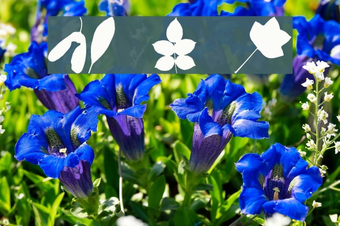 JI Nature Bats Example 2