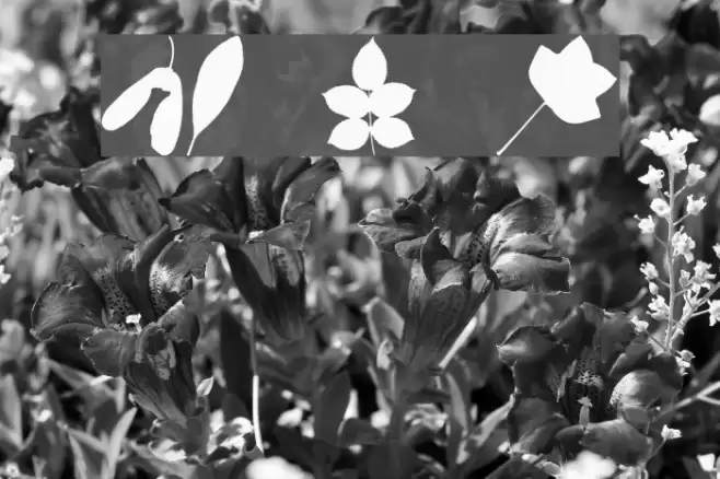 JI Nature Bats Font examples