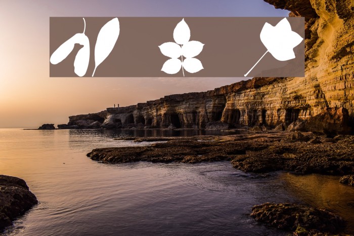 JI Nature Bats Example 3