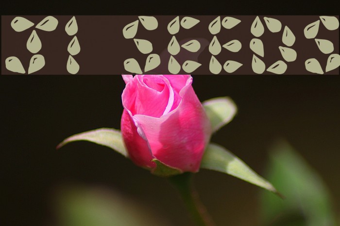 JI Seeds Font examples