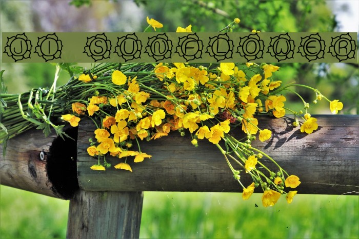 JI Sunflower Font examples