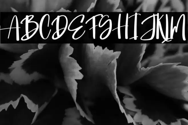 Jim Signature Caratteri examples