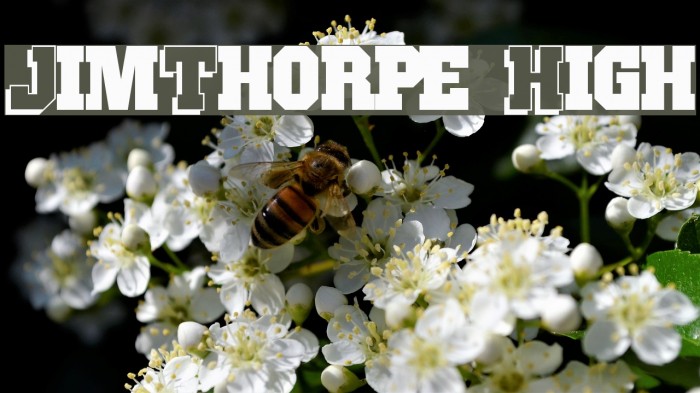 JimThorpe High Font examples