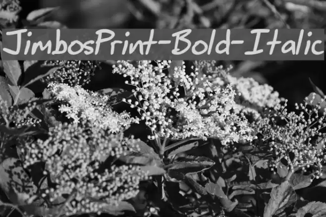 JimbosPrint-Bold-Italic Font examples