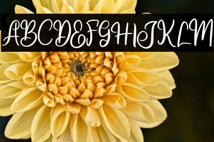 JisselaFREE Example 2