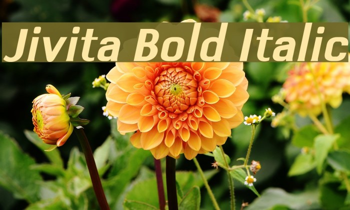 Jivita Bold Italic Font examples