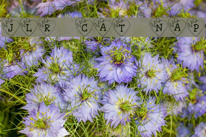 JLR Cat Nap Font examples