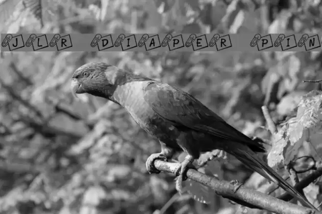 JLR Diaper Pin Font examples