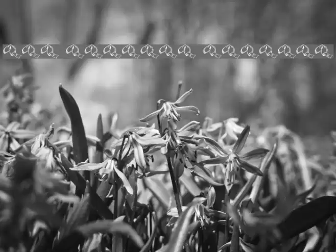 JLR Fortune Cookies Font examples