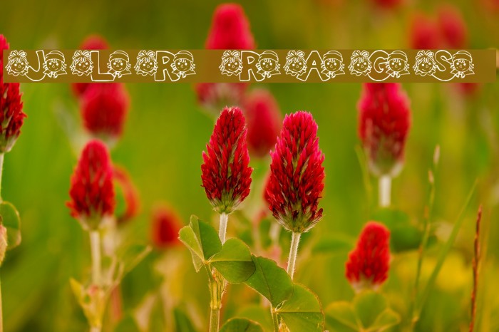 JLR Rags 2 Example 2