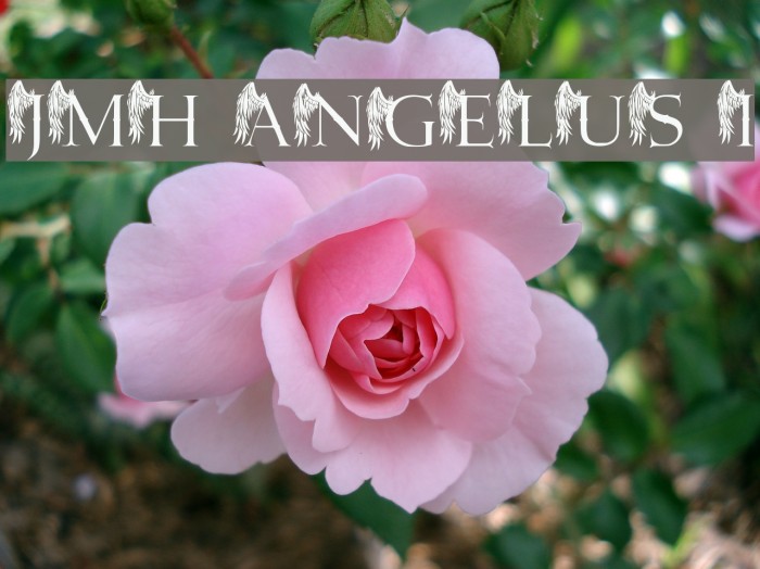JMH Angelus I Example 1
