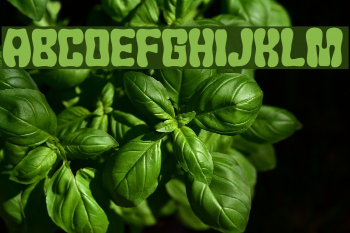 JMHChicle-Regular Font examples