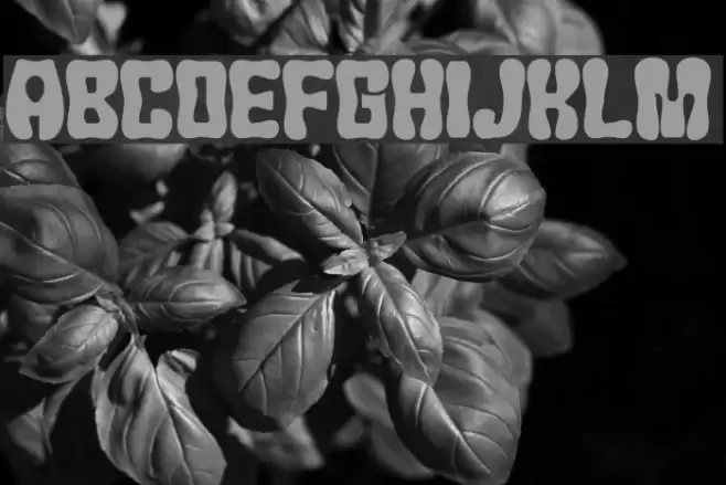 JMHChicle-Regular Font examples