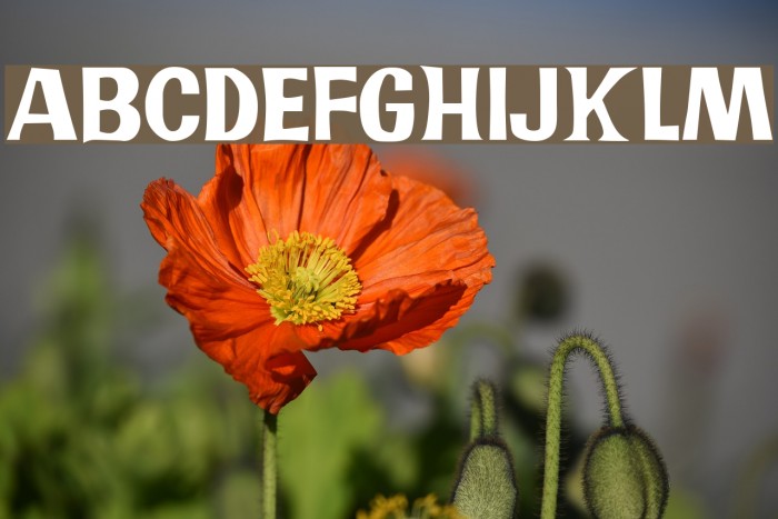 JMHPR-Regular Example 3