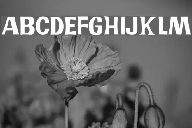 JMHPR-Regular Font examples