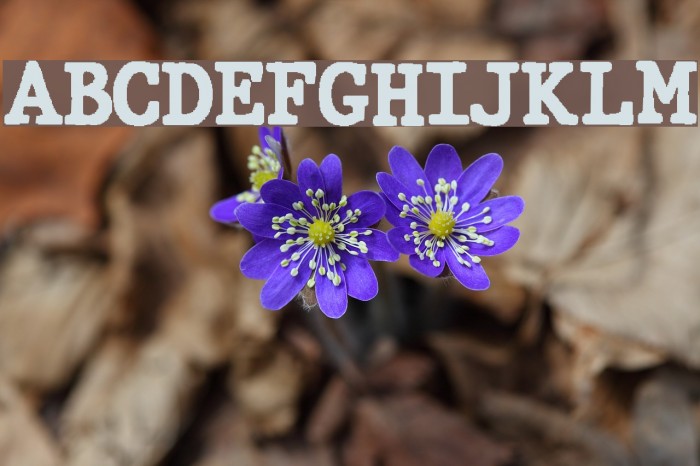 JMHTypewriter-Black Font examples