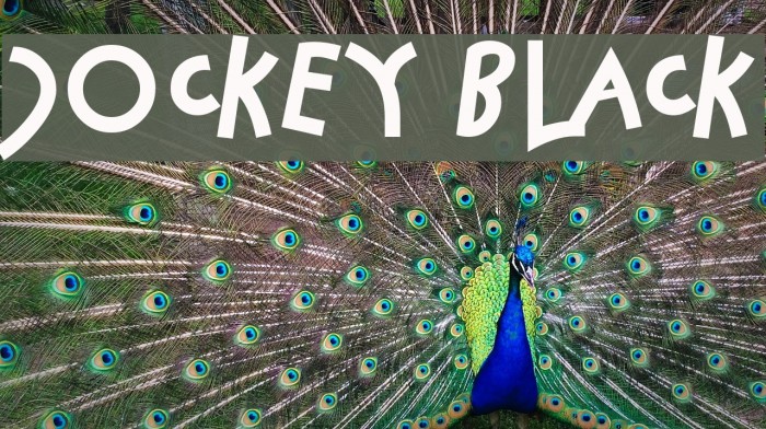 Jockey Black Example 2