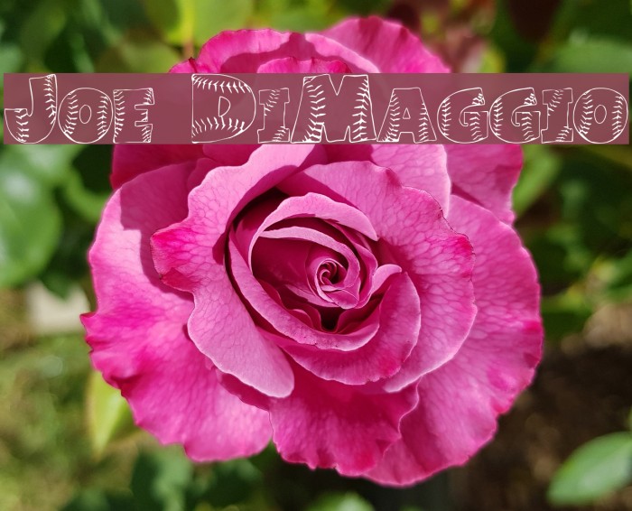 Joe DiMaggio フォント examples