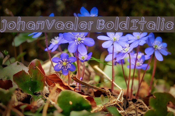 JohanVaaler BoldItalic Polices examples
