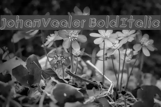 JohanVaaler BoldItalic Font examples