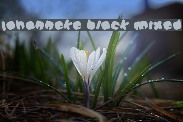 Johanneke Black Mixed Font examples