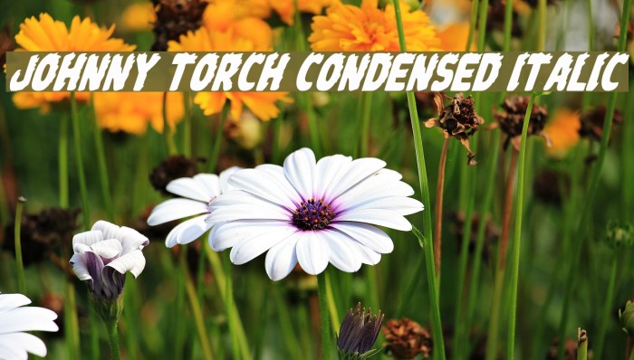 Johnny Torch Condensed Italic Font examples