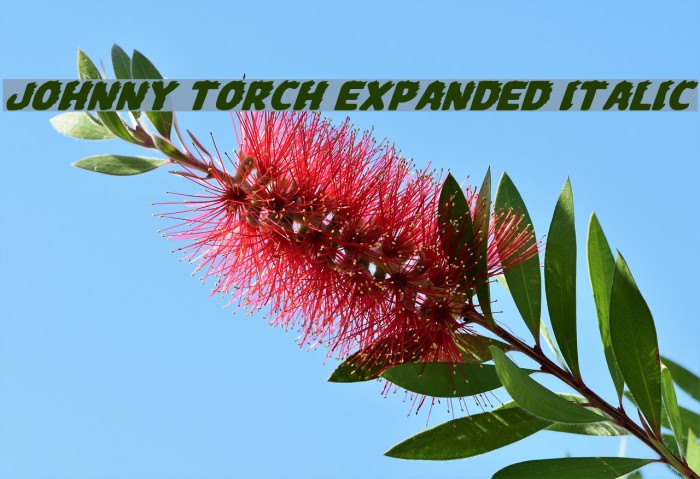 Johnny Torch Expanded Italic फ़ॉन्ट examples