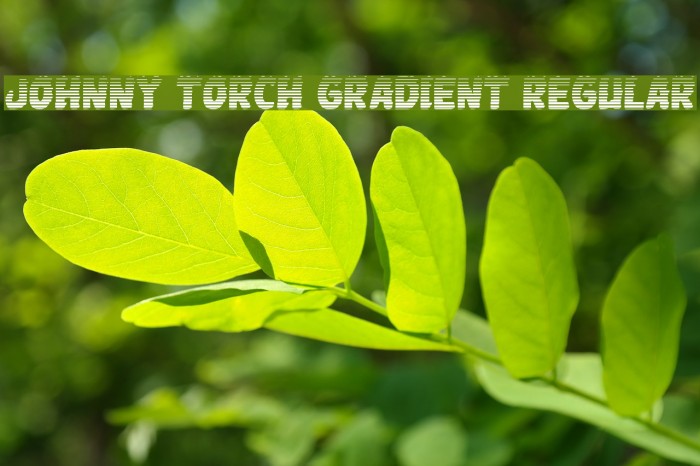 Johnny Torch Gradient Regular Example 3